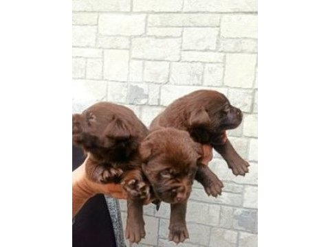 2 aylık cane corso yavrularımız