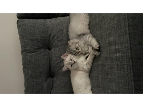 3 aylık british shorthair ve longhair yavrular