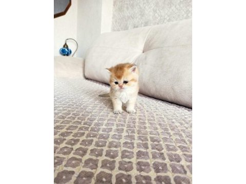 Golden british shorthair bebekler a kalite