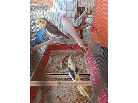 Yeni yeme düşmüş yavrular sultan papağanı