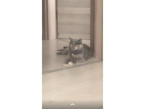 Ücretsiz sahiplendirme acil british shorthair