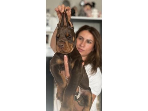 Europan üst düzey doberman yavrular