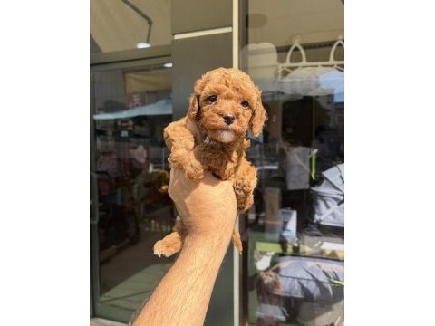 Mini toy poodle yavrular