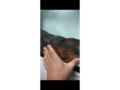 3+3 damızlık boyları 25 cm ile 30 cm arası balıklar