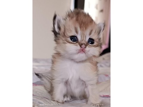 British shorthair ve longhair safkan yavrular