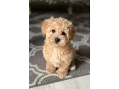 A kalite maltipoo yavrularımız
