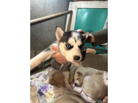 Saf kan husky yavrusu