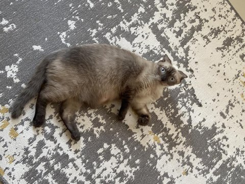Scottish fold