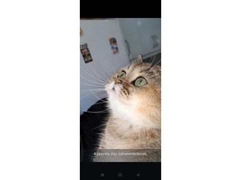 4 yaşında british shorthair dişi
