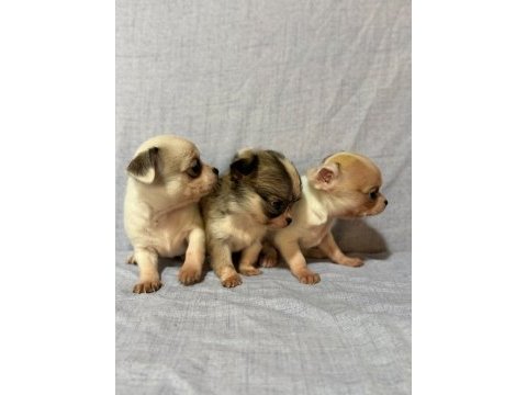 Chihuahua köpeklerimiz