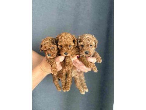 Orjinal red brown baby face toy poodle yavrular