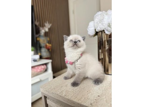 Safkan bluepoint british shorthair yavrular