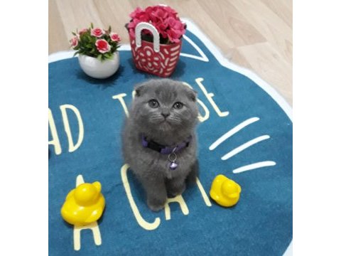 British shorthair scottish fold dişi erkek yavrular