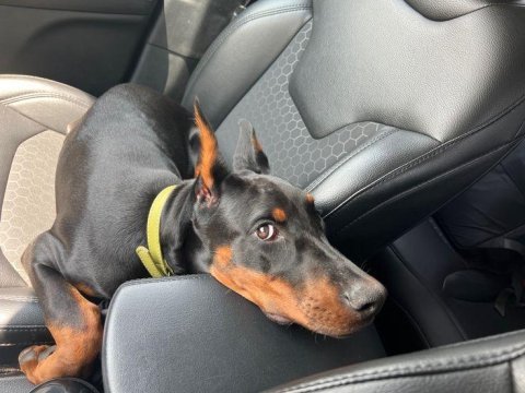 Estetik güzelleri saf kan doberman bebişler
