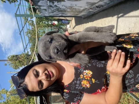 Blue cane corso yavrularım