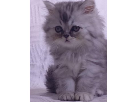 3 aylık tuvalet eğitimli persian yavru kedimiz