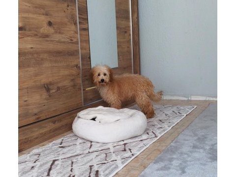 Toy poodle apricot dişi