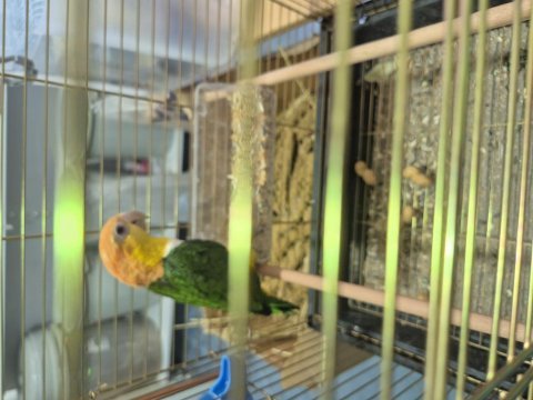 Full evcil caique