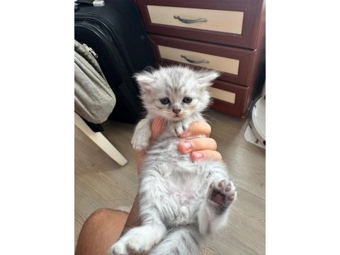 Yeni yuvasını sabırsızlık ile bekliyor kedilerimiz