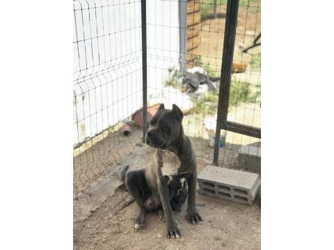 Yeni sağlam cane corso yavruları