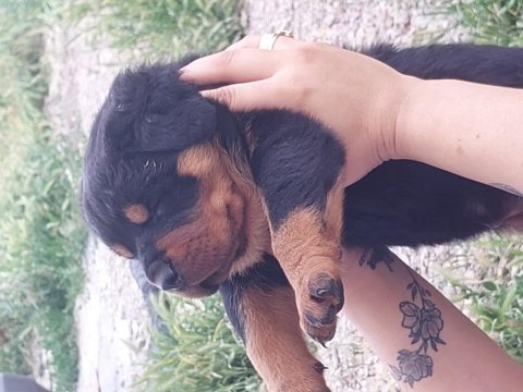 Macar koca kafa rottweiler yavruları