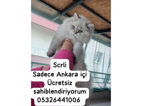 Safkan british longhair ankara içi ücretsiz