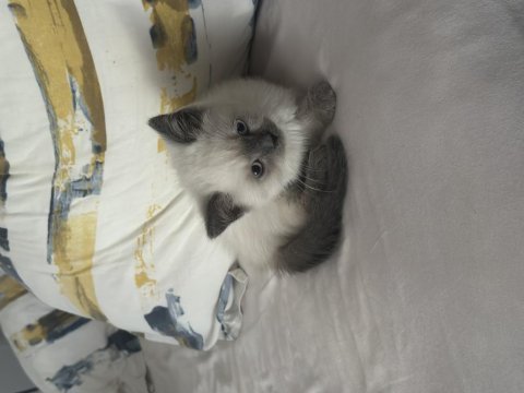 British shorthair blue point yavrular