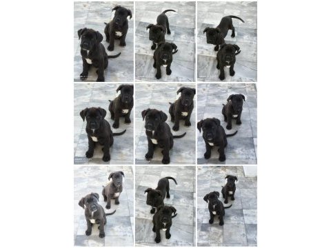 Cane corso köpeği