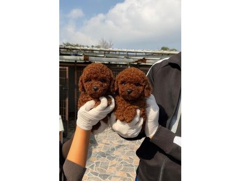 Kore poodle yavrularımız