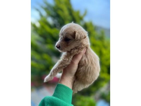 Maltipoo yavrusu