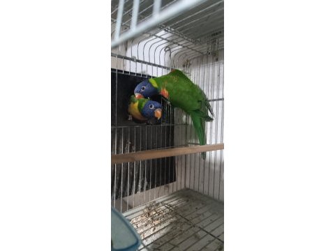 Lori papağanı erkek