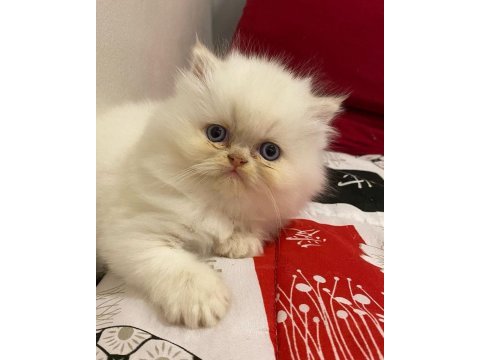 British longhair yavruları