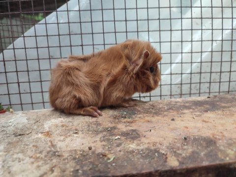 Guinea pig yavrularım