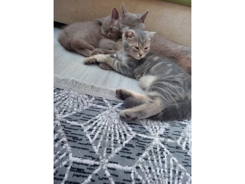 2.5 aylık british shorthair yavrular