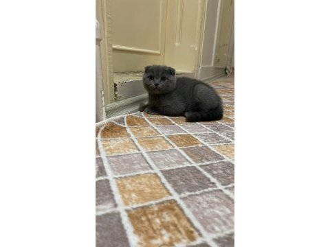 Cins scottish fold yavrularım yeni yuvalarını bekliyor