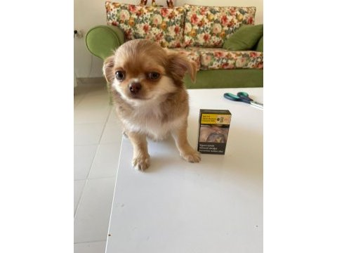 5 aylık rusya'da doğan oğlumuz chihuahua