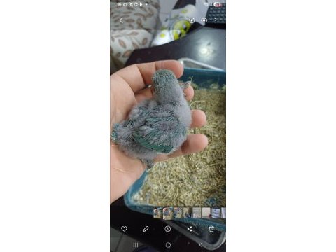 Cennet papağanı yavrusu