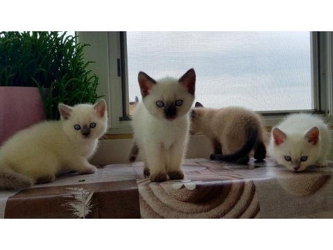 Safkan british shorthair anne altından yavrular