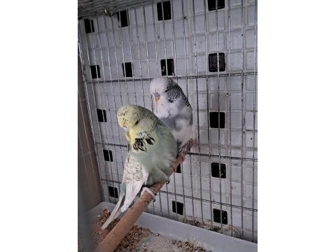 Show jumbo renk güzeli çift muhabbet kuşu