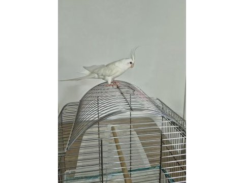 Full evcil sadık çift dost sultan papağanı