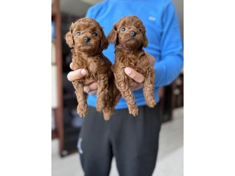 Bebek yüz orjinal ister kore ister toy poodle bebekler