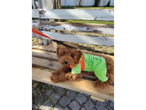 Toy poodle alex