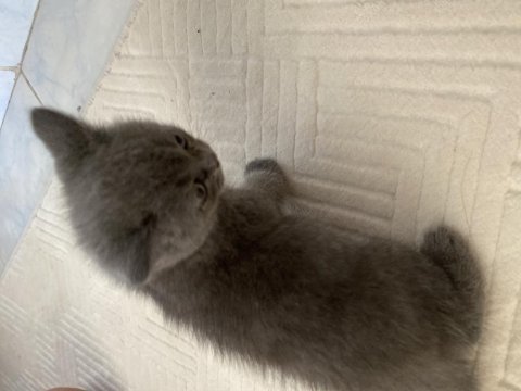 British short hair yavru kedi