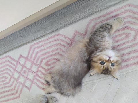 Chinchilla kedisi