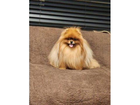 Kürk yapisı ile türkiyenin en kalitelisi pomeranian
