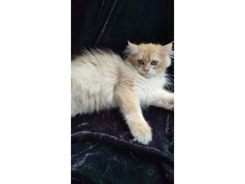 British golden kedimiz