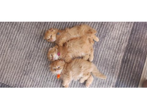 Özel ırk scottish fold longhair