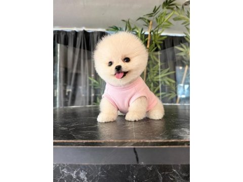 Orjinal pomeranian boo