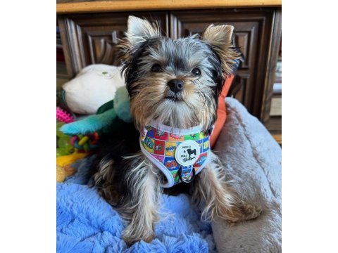 Minik prens yorkshire terrier