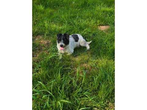 1 yaşında dişi terrier melezi